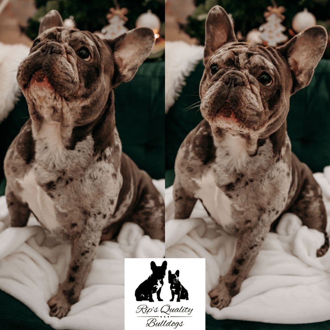 French Bulldog Puppies breeder image 4