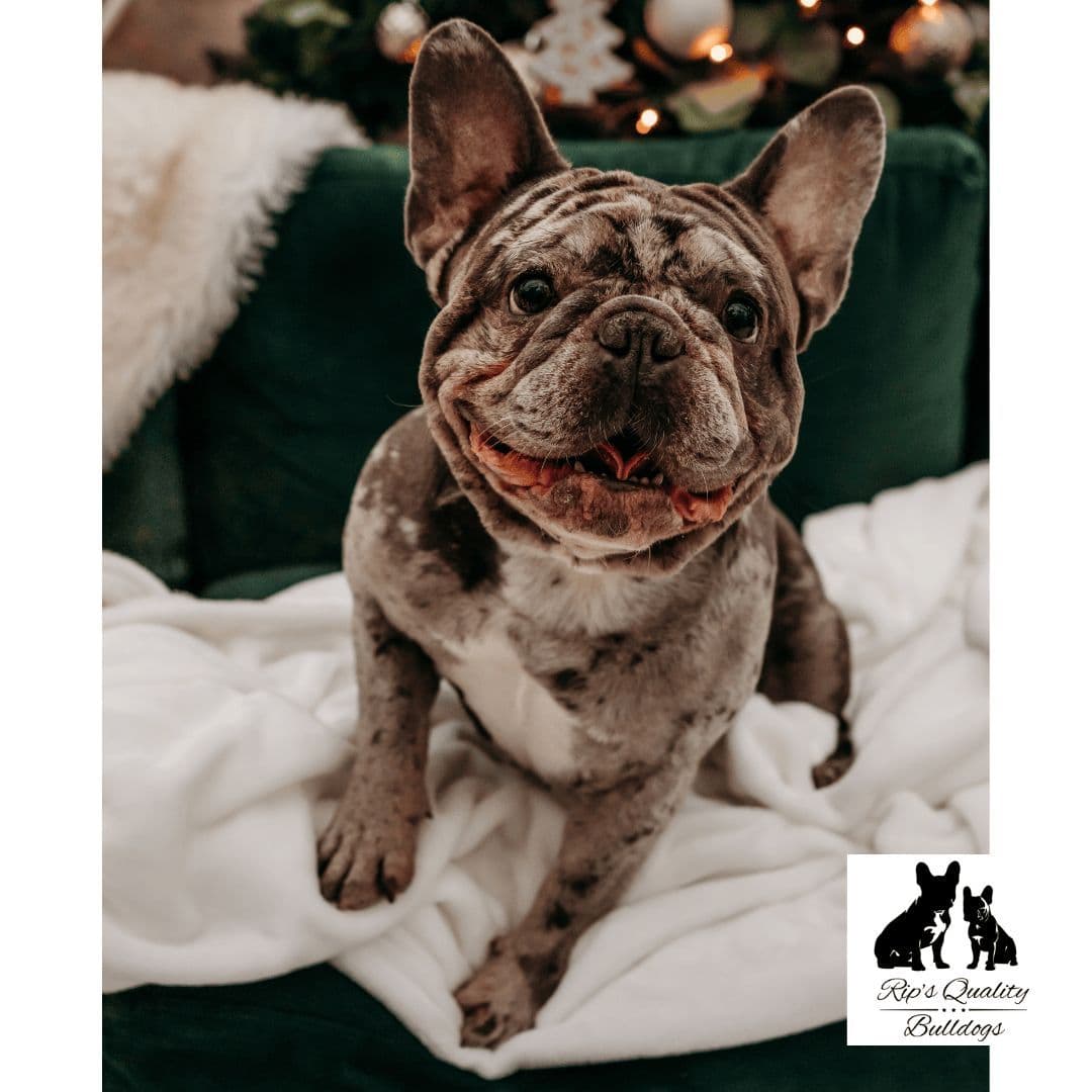 French Bulldog Puppies breeder image 2