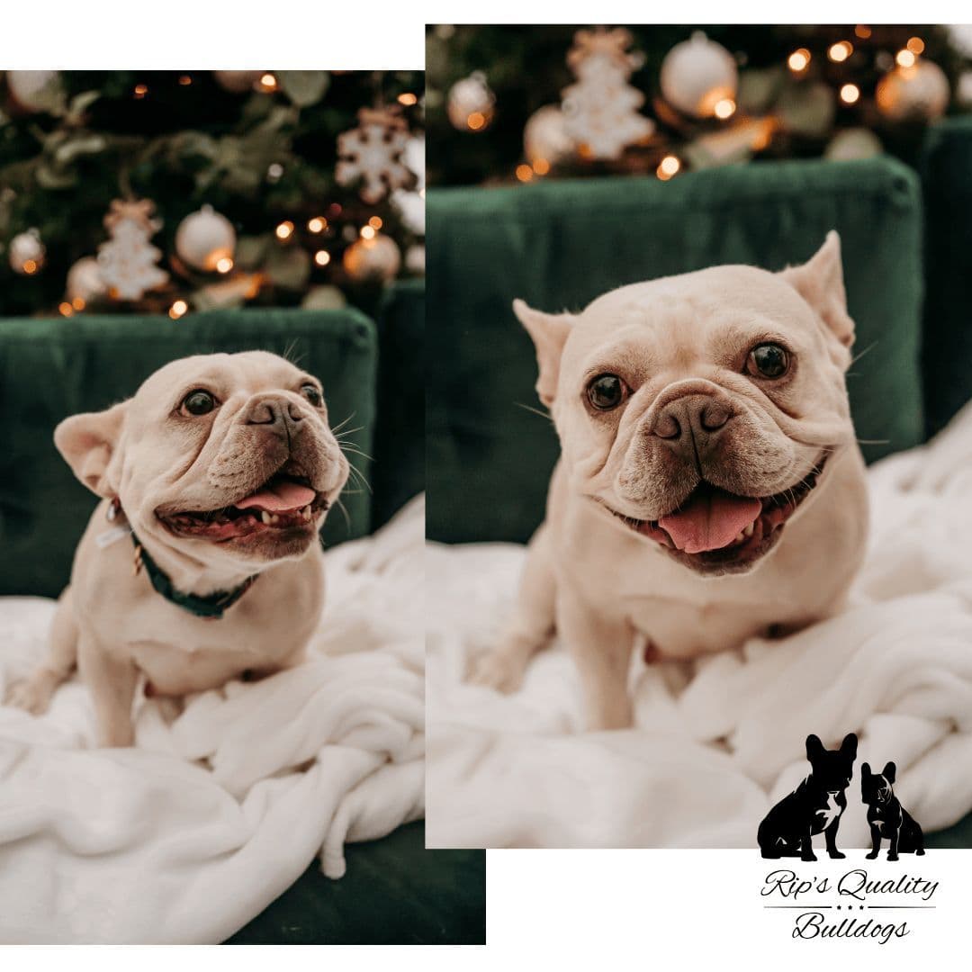 French Bulldog Puppies breeder image 5