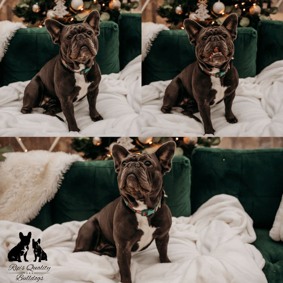 French Bulldog Puppies breeder image 6