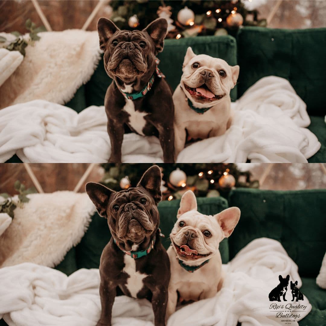 French Bulldog Puppies breeder image 3