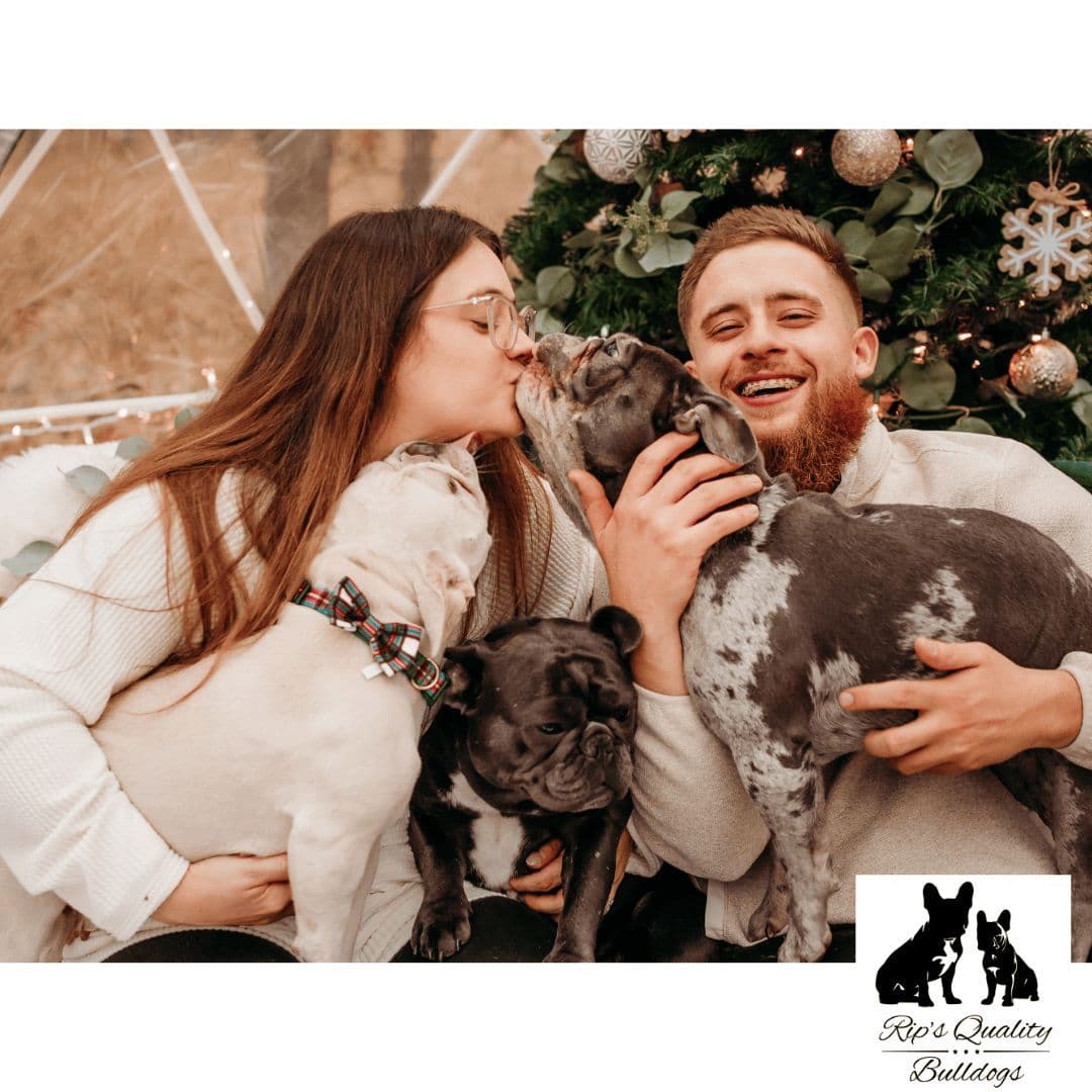 French Bulldog Puppies breeder image 8