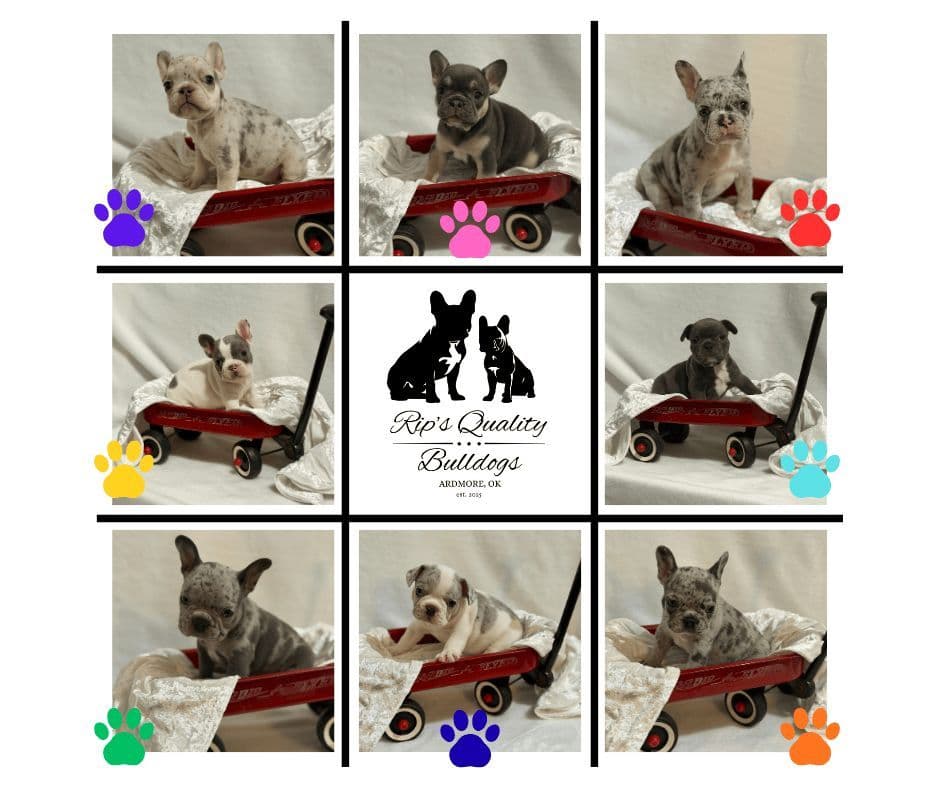 French Bulldog Puppies breeder image 10