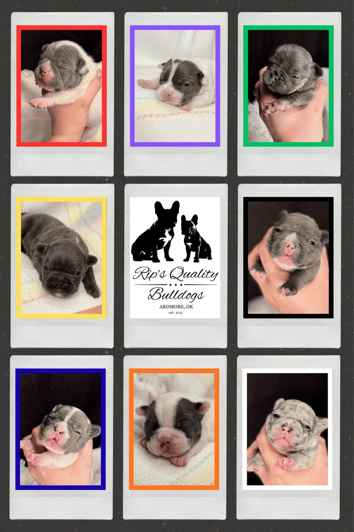 French Bulldog Puppies breeder image 9
