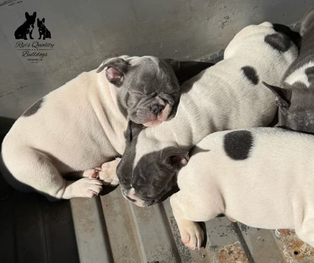 French Bulldog Puppies media 12