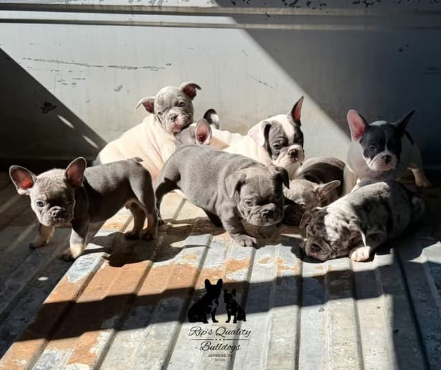 French Bulldog Puppies media 13