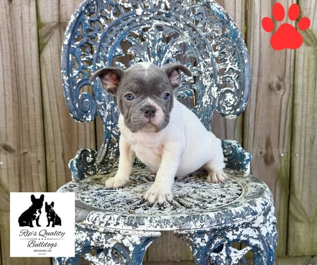 French Bulldog Puppies media 14