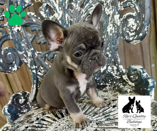 French Bulldog Puppies media 15