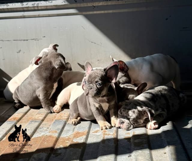 French Bulldog Puppies media 16