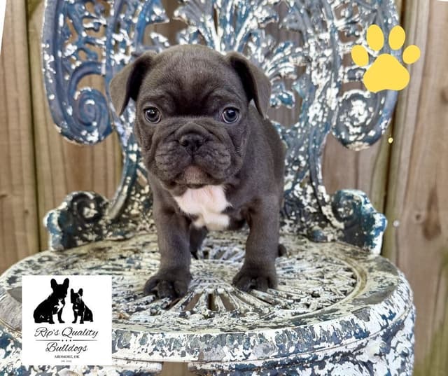 French Bulldog Puppies media 17