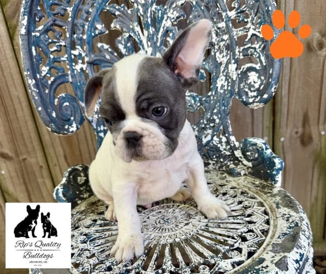 French Bulldog Puppies media 18