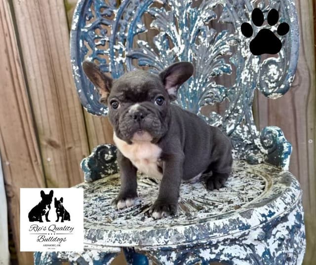 French Bulldog Puppies media 19