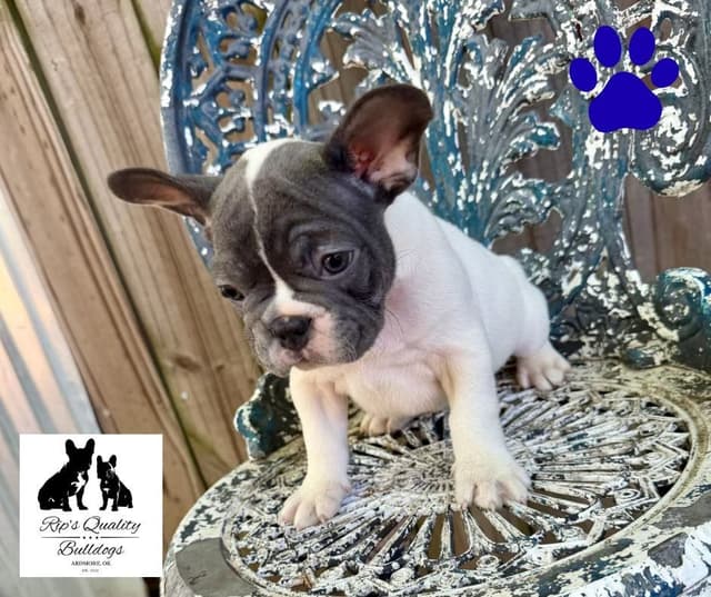 French Bulldog Puppies media 20