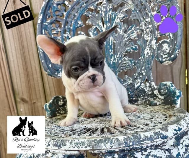 French Bulldog Puppies media 21