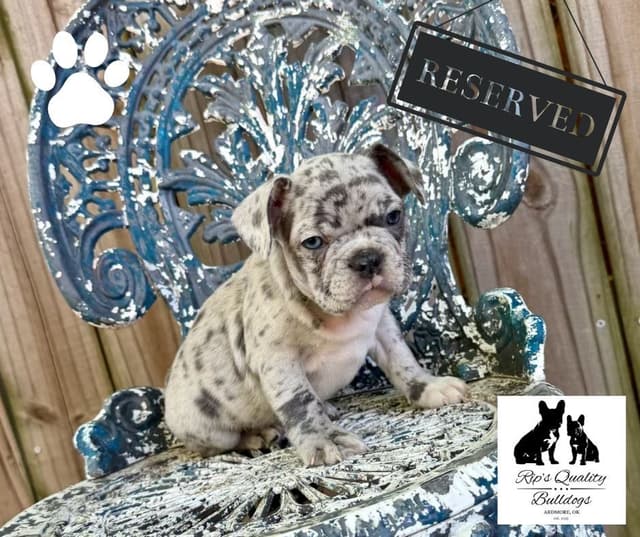 French Bulldog Puppies media 22