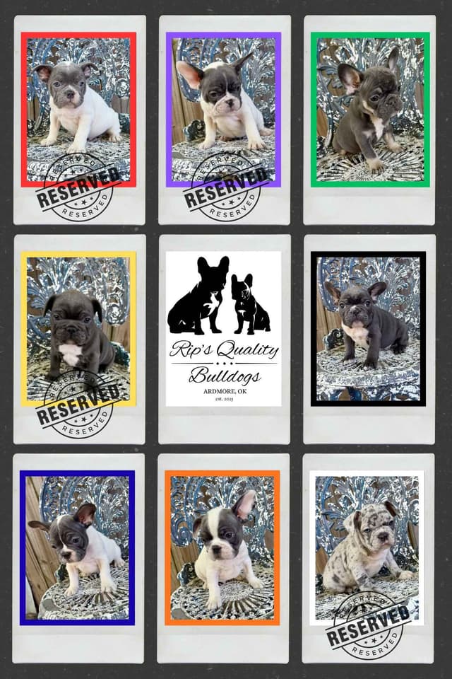French Bulldog Puppies media 24