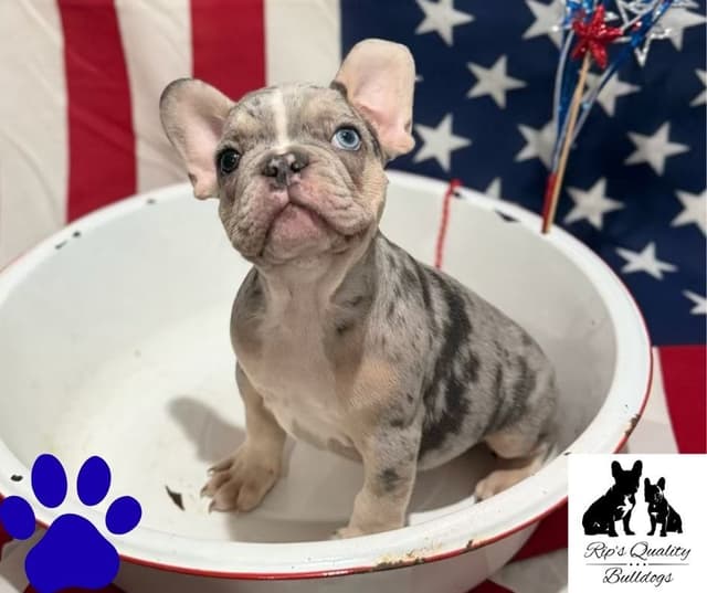 French Bulldog Puppies - MERLE & Blue media 2