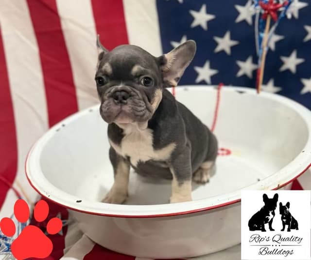 French Bulldog Puppies - MERLE & Blue media 3