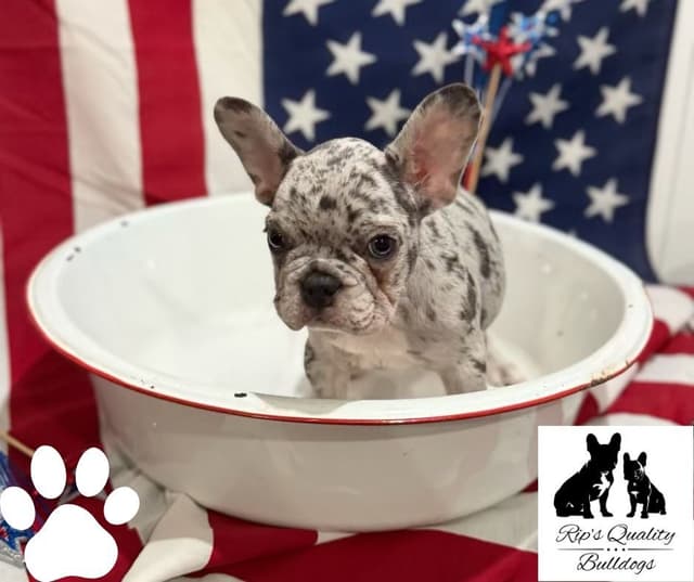 French Bulldog Puppies - MERLE & Blue media 4