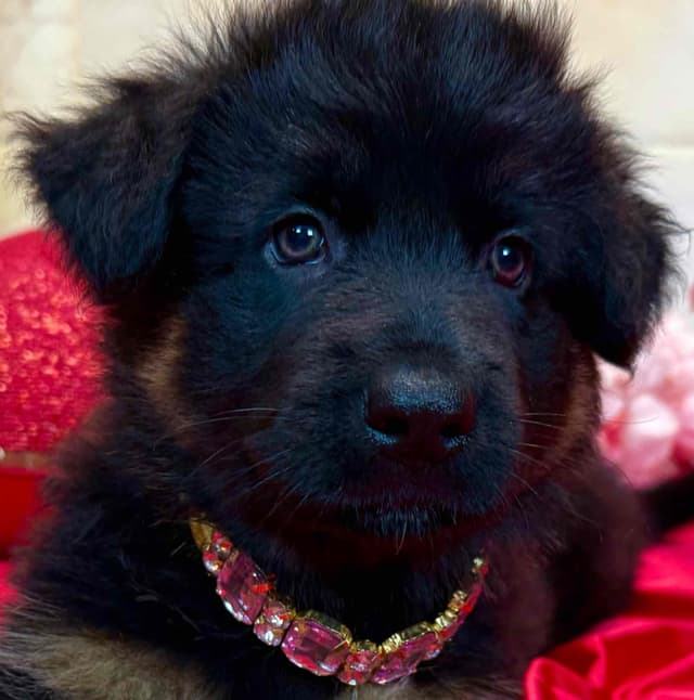 German Shepherd Dog Puppies media 4