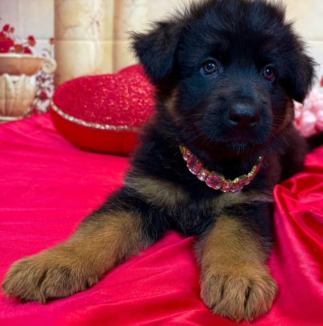 German Shepherd Dog Puppies media 5