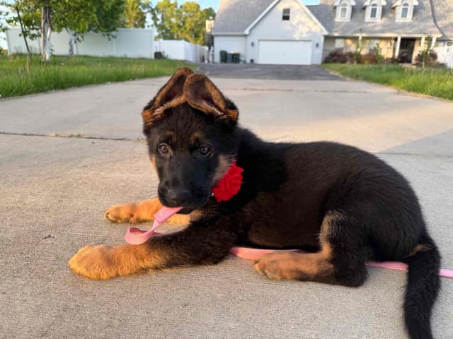 German Shepherd Dog Puppies media 6