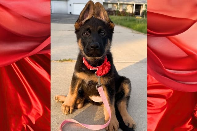 German Shepherd Dog Puppies media 7