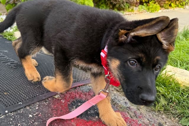 German Shepherd Dog Puppies media 8