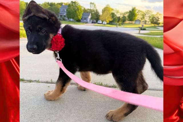 German Shepherd Dog Puppies media 9