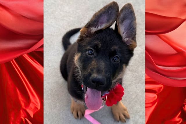 German Shepherd Dog Puppies media 10