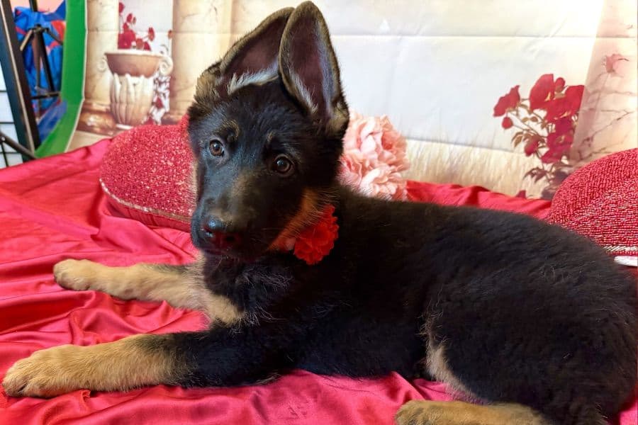 German Shepherd Dog Puppies breeder image 2