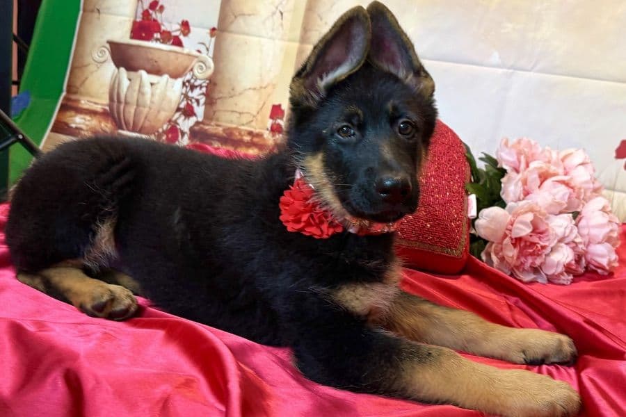 German Shepherd Dog Puppies breeder image 3