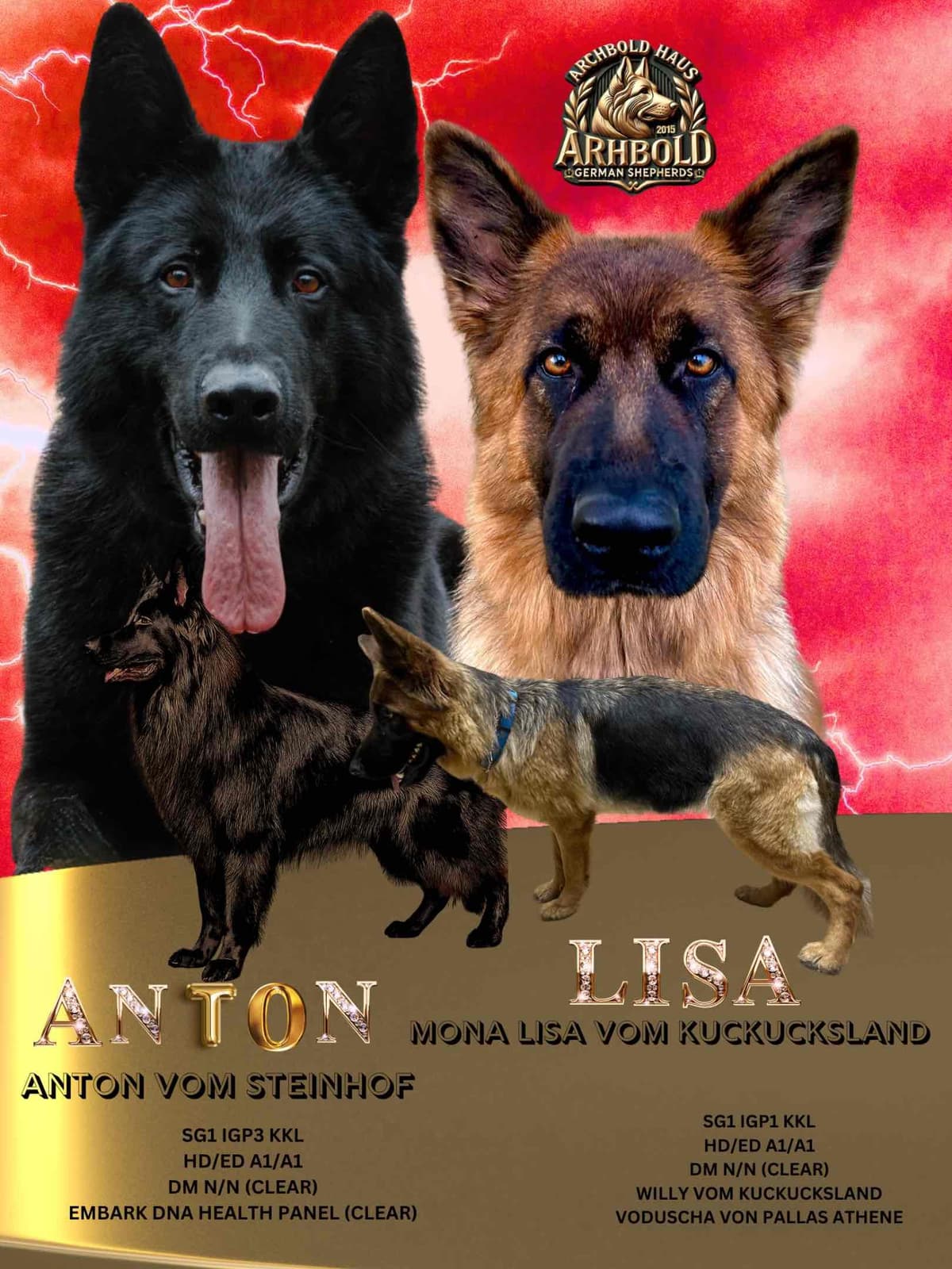 German Shepherd Dog Puppies breeder image 4