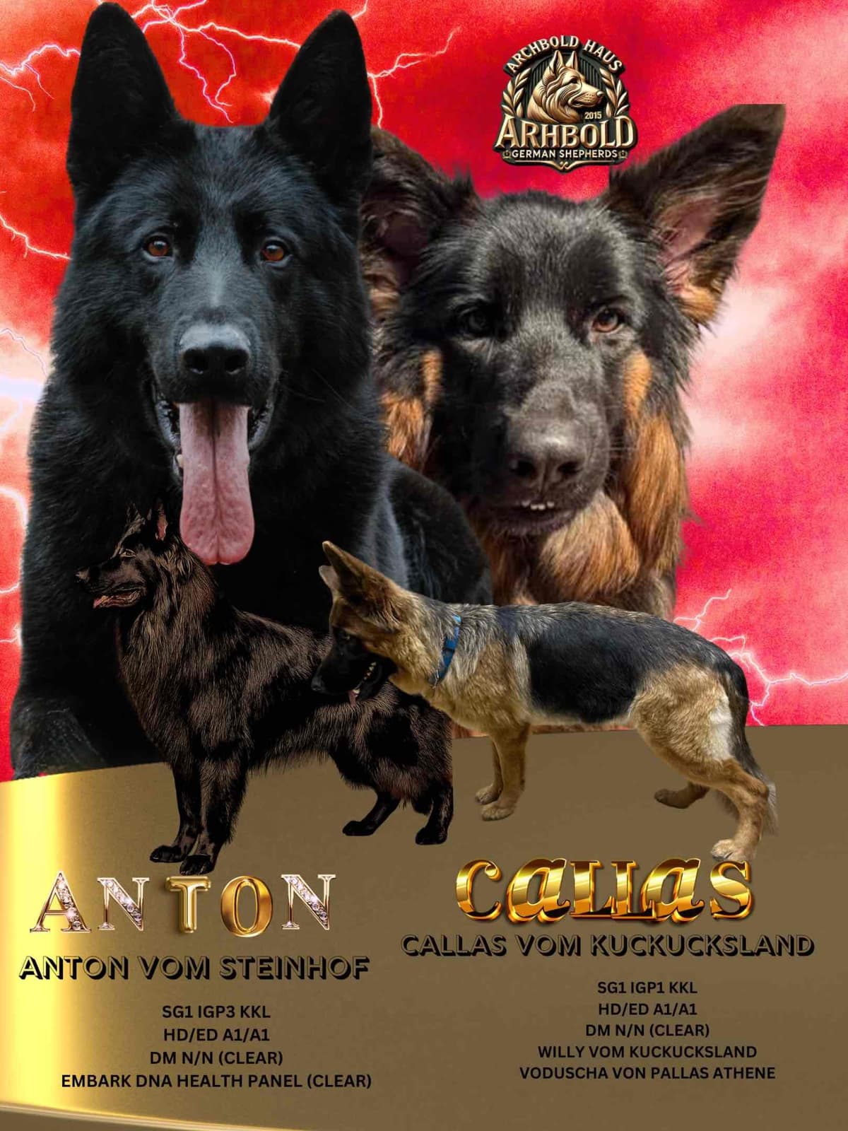 German Shepherd Dog Puppies breeder image 5