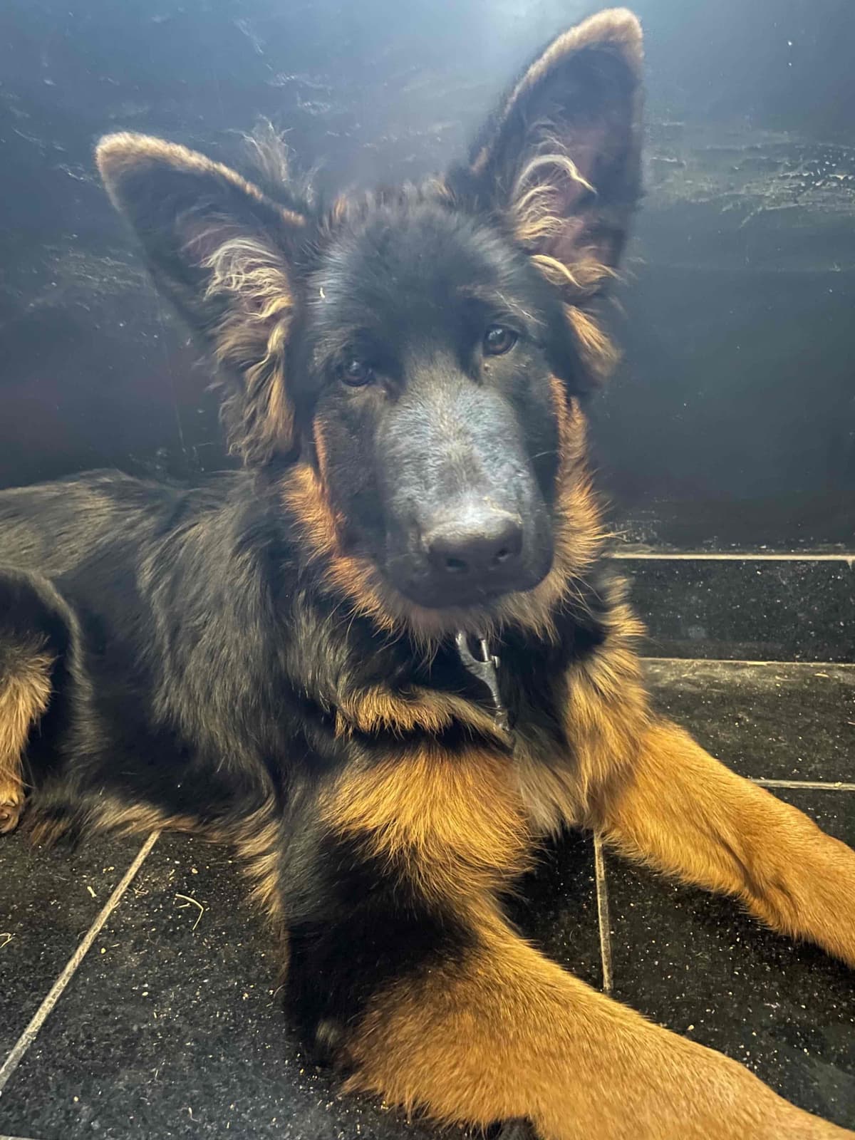 German Shepherd Dog Puppies breeder image 6