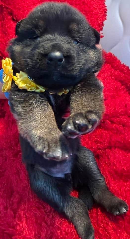 German Shepherd Dog Puppies breeder image 7