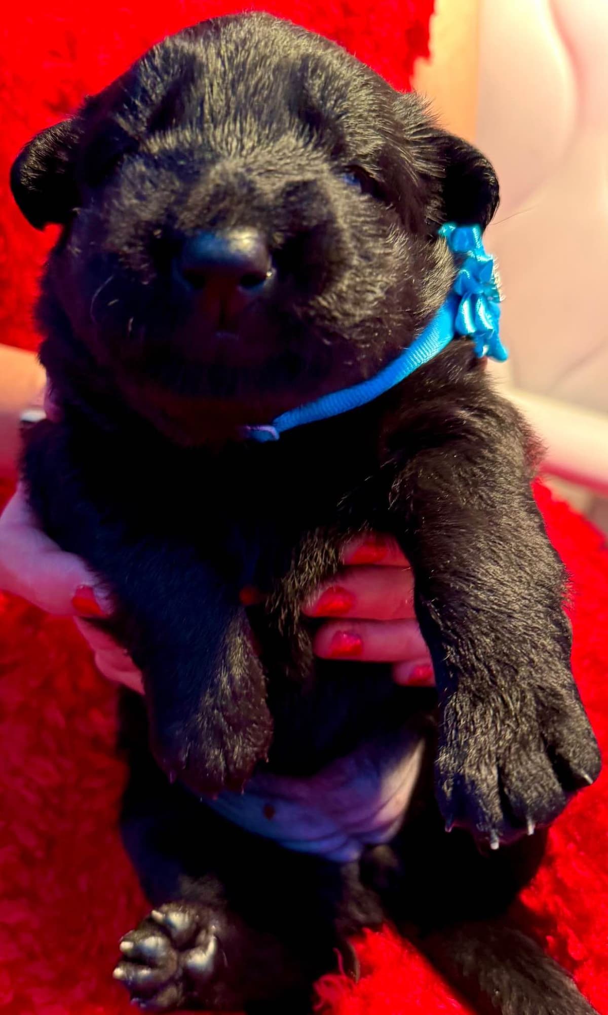 German Shepherd Dog Puppies breeder image 8