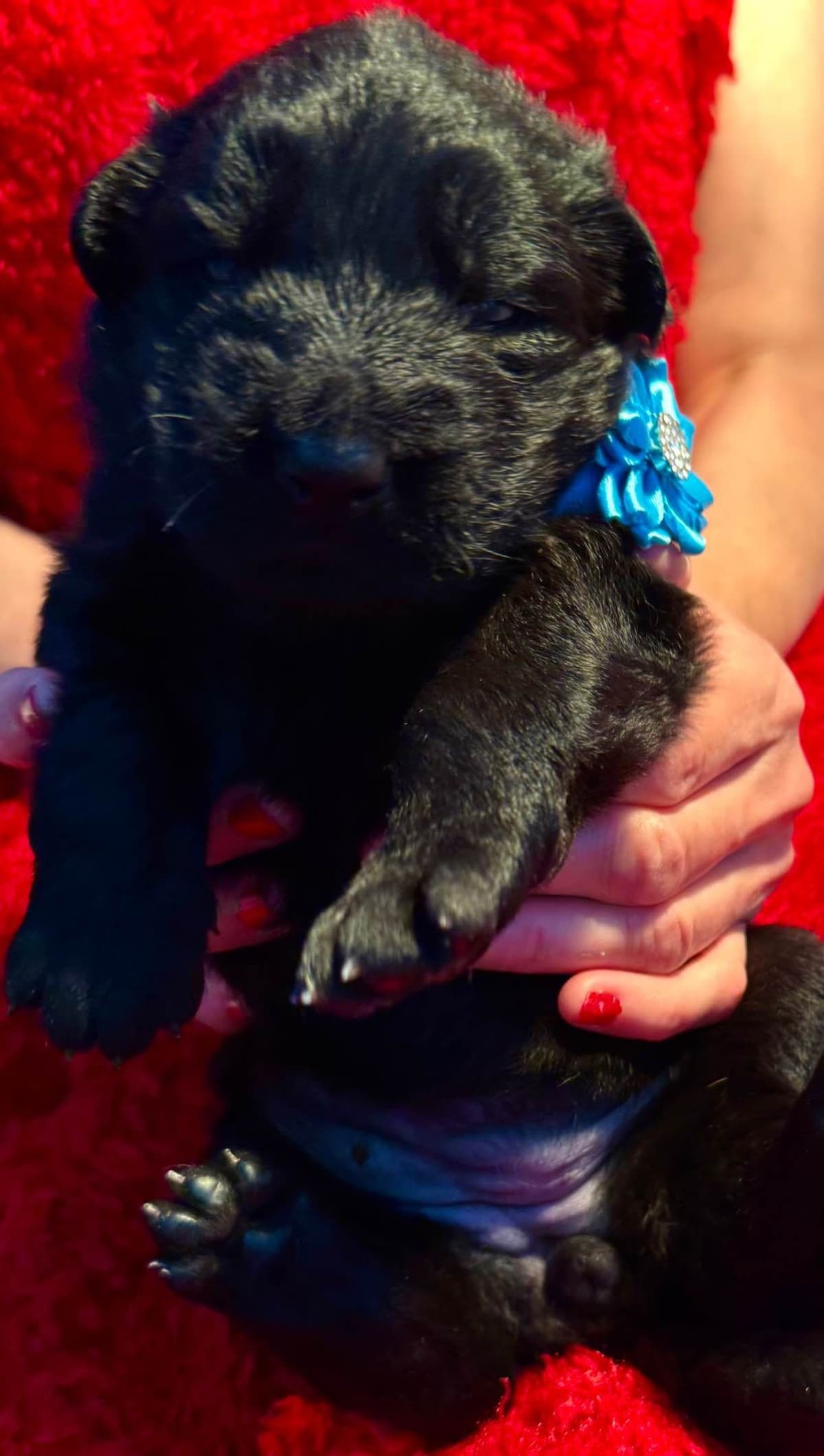 German Shepherd Dog Puppies breeder image 9