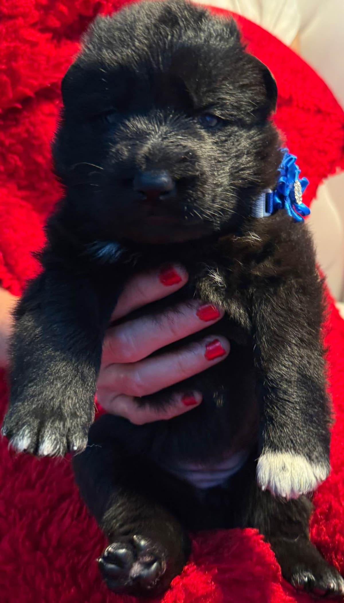 German Shepherd Dog Puppies breeder image 10