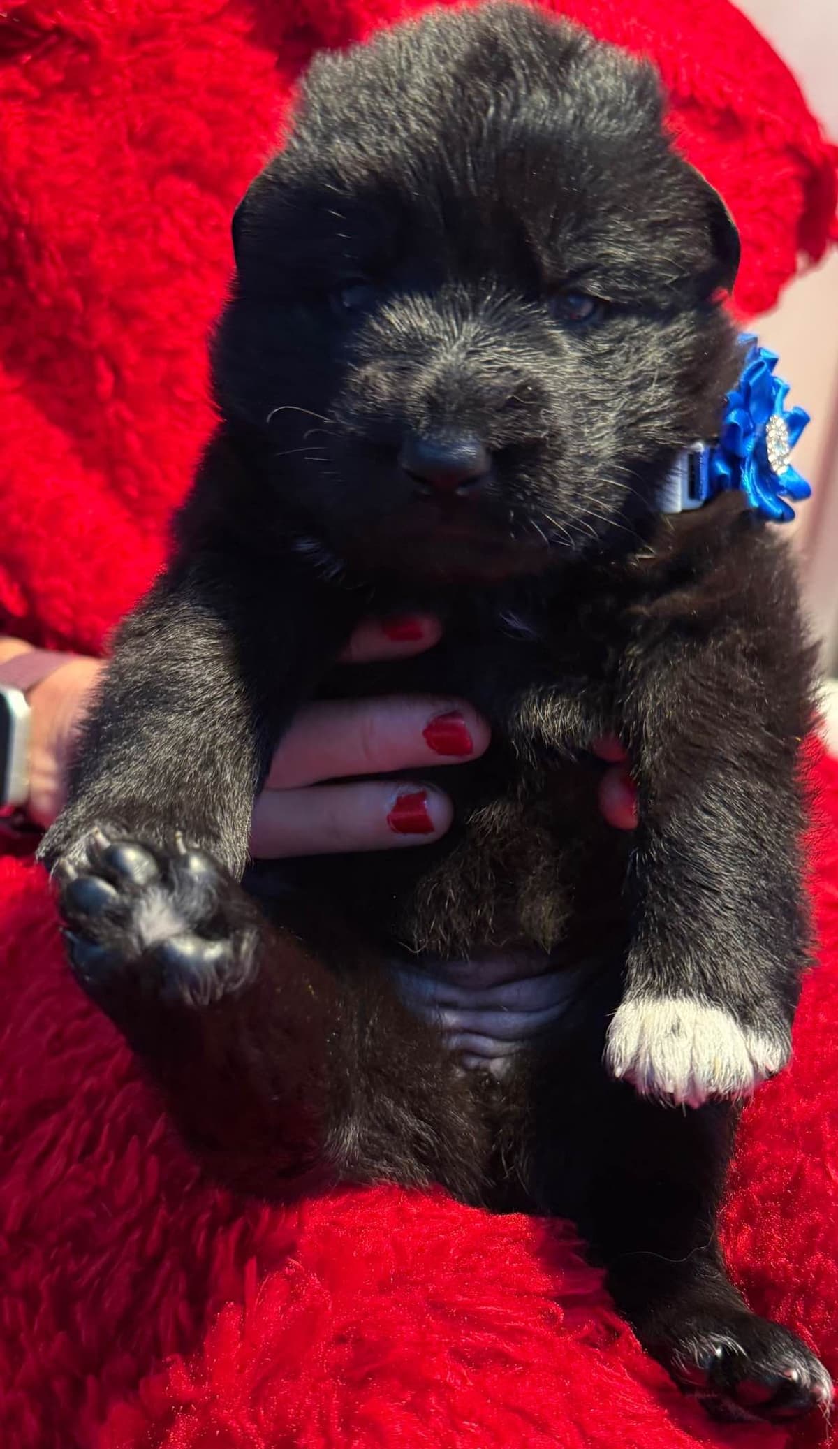 German Shepherd Dog Puppies breeder image 11