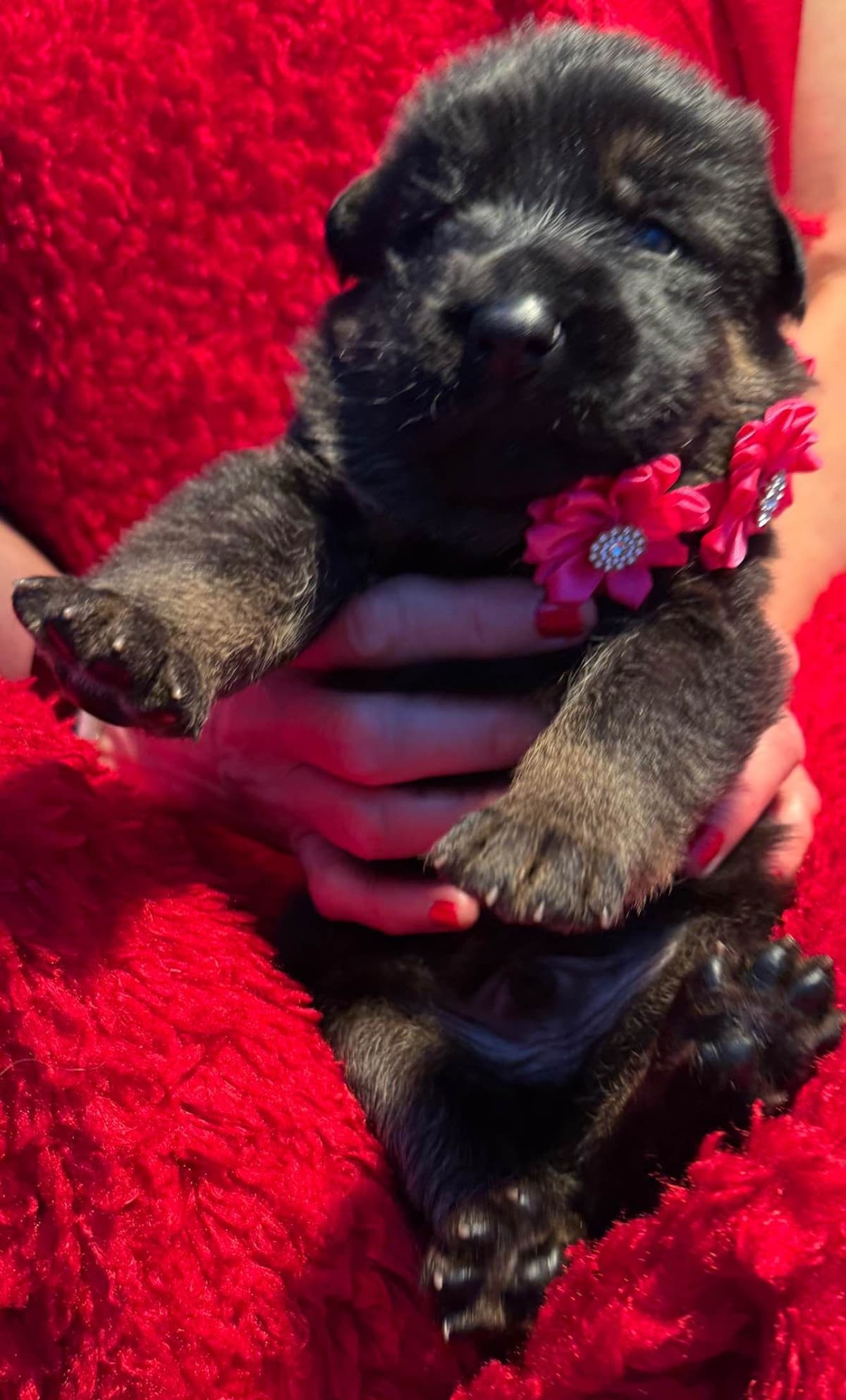 German Shepherd Dog Puppies breeder image 12