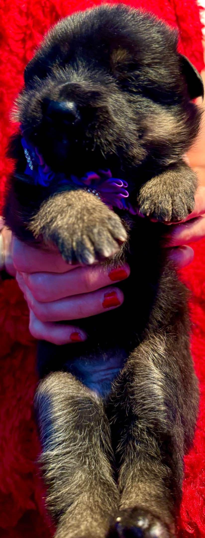 German Shepherd Dog Puppies breeder image 13