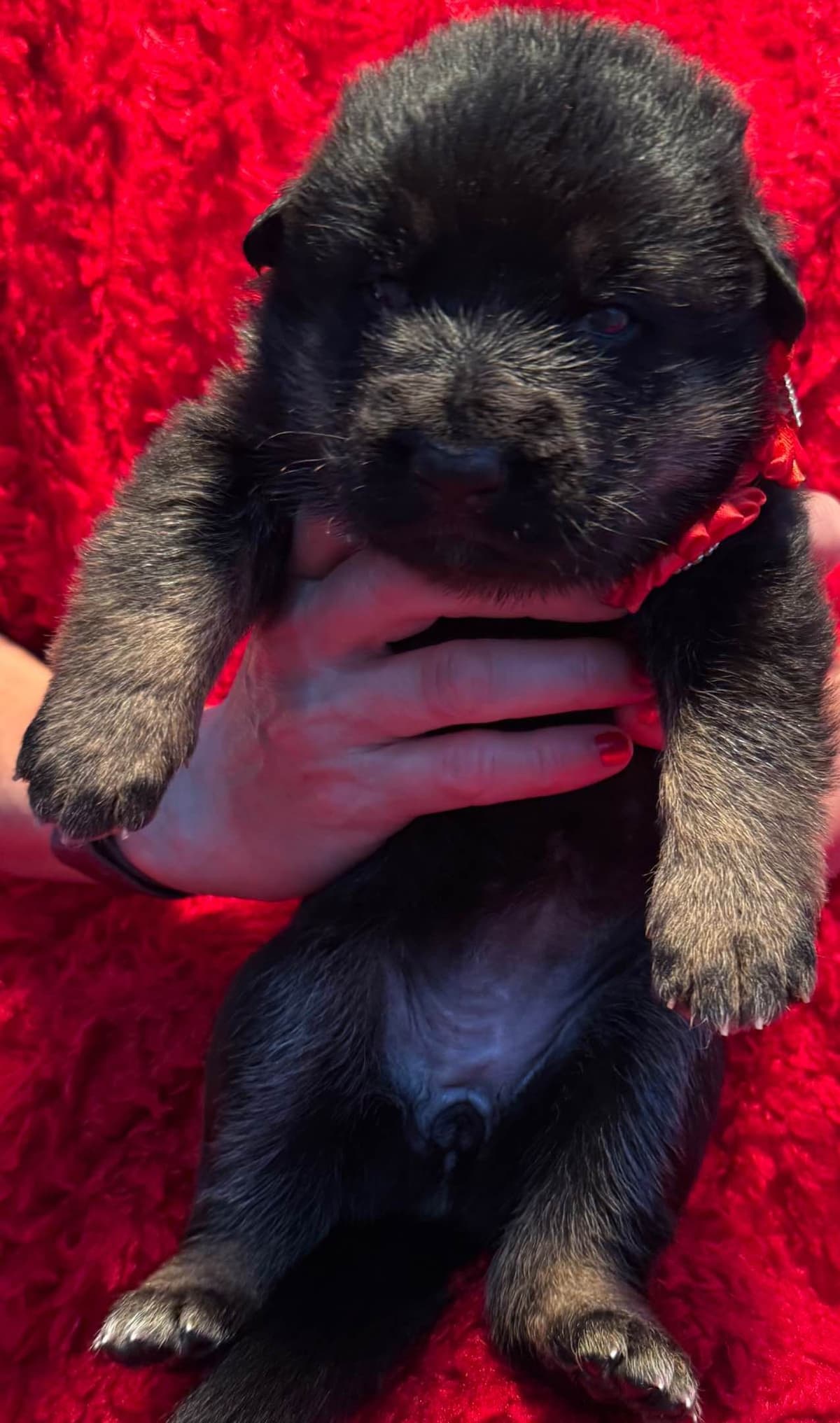 German Shepherd Dog Puppies breeder image 14