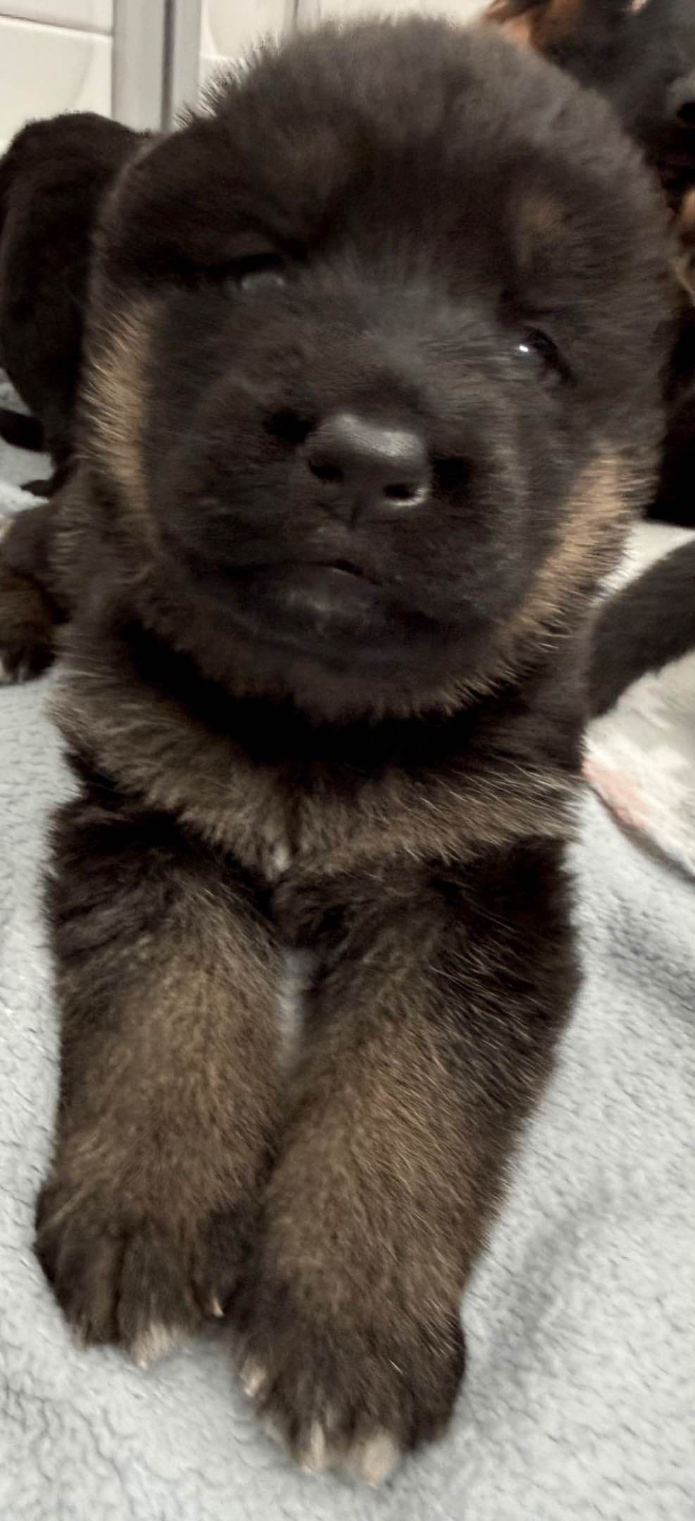 German Shepherd Dog Puppies breeder image 15
