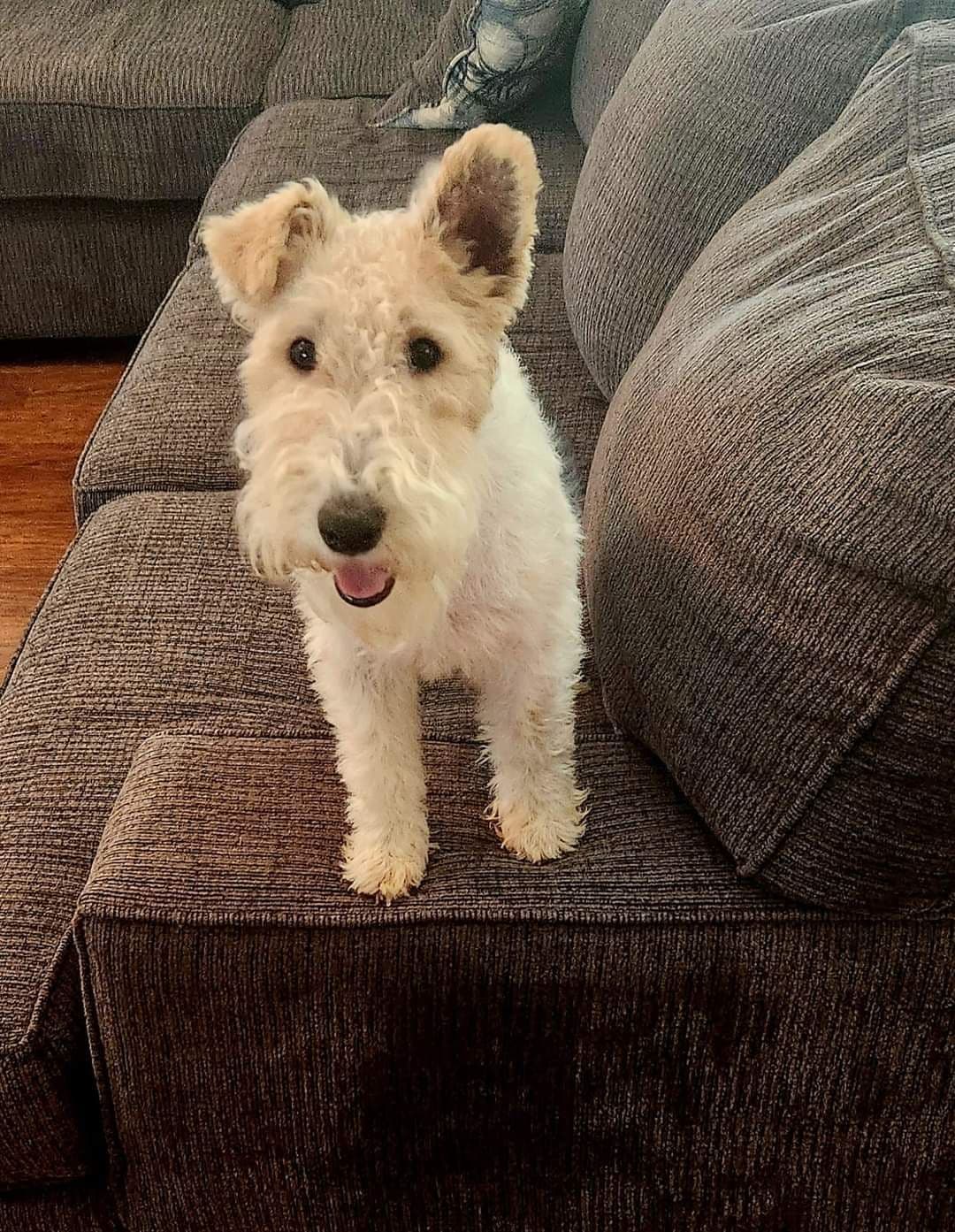 Wire Fox Terrier Puppies breeder image 1