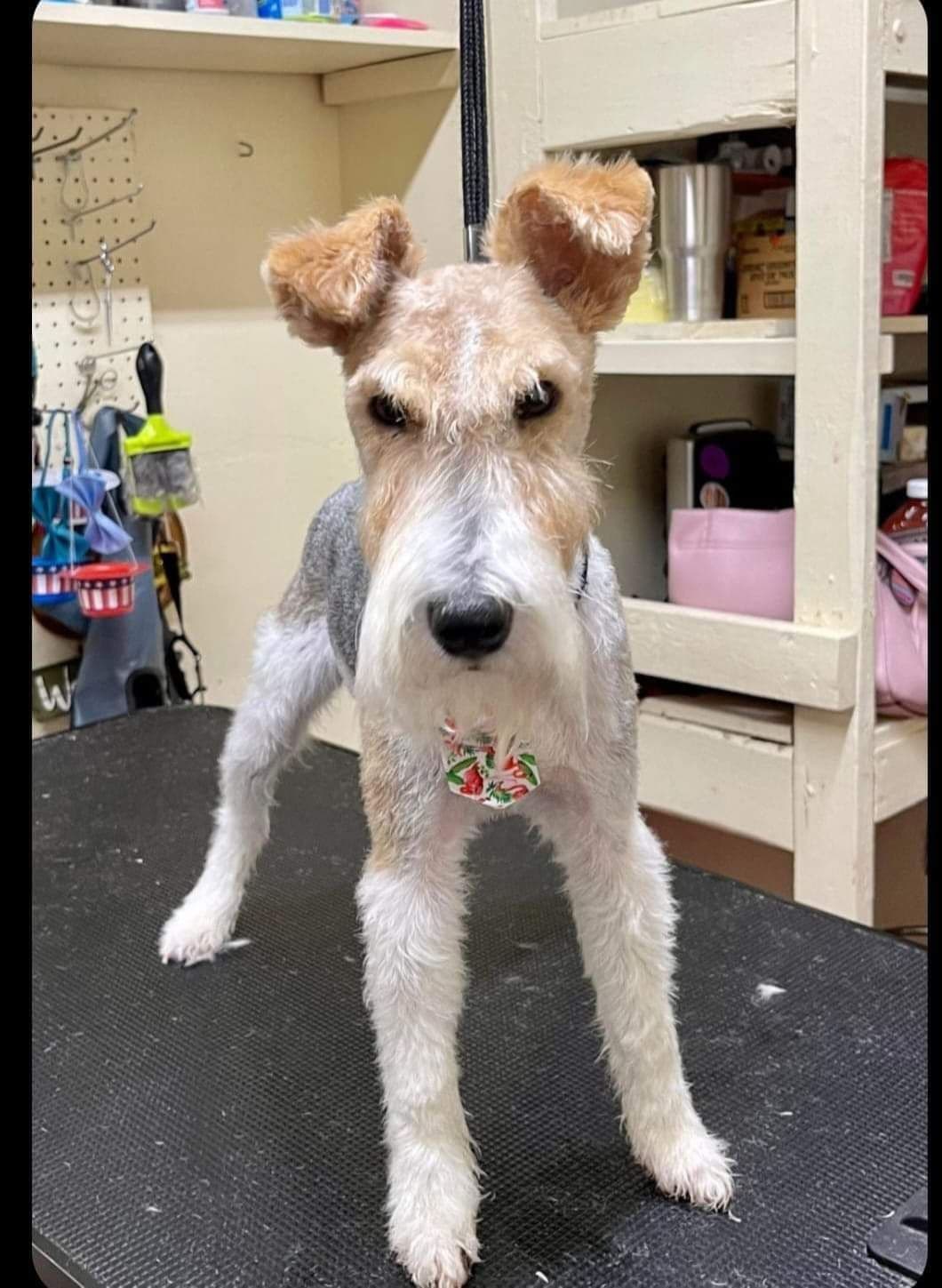 Wire Fox Terrier Puppies breeder image 2