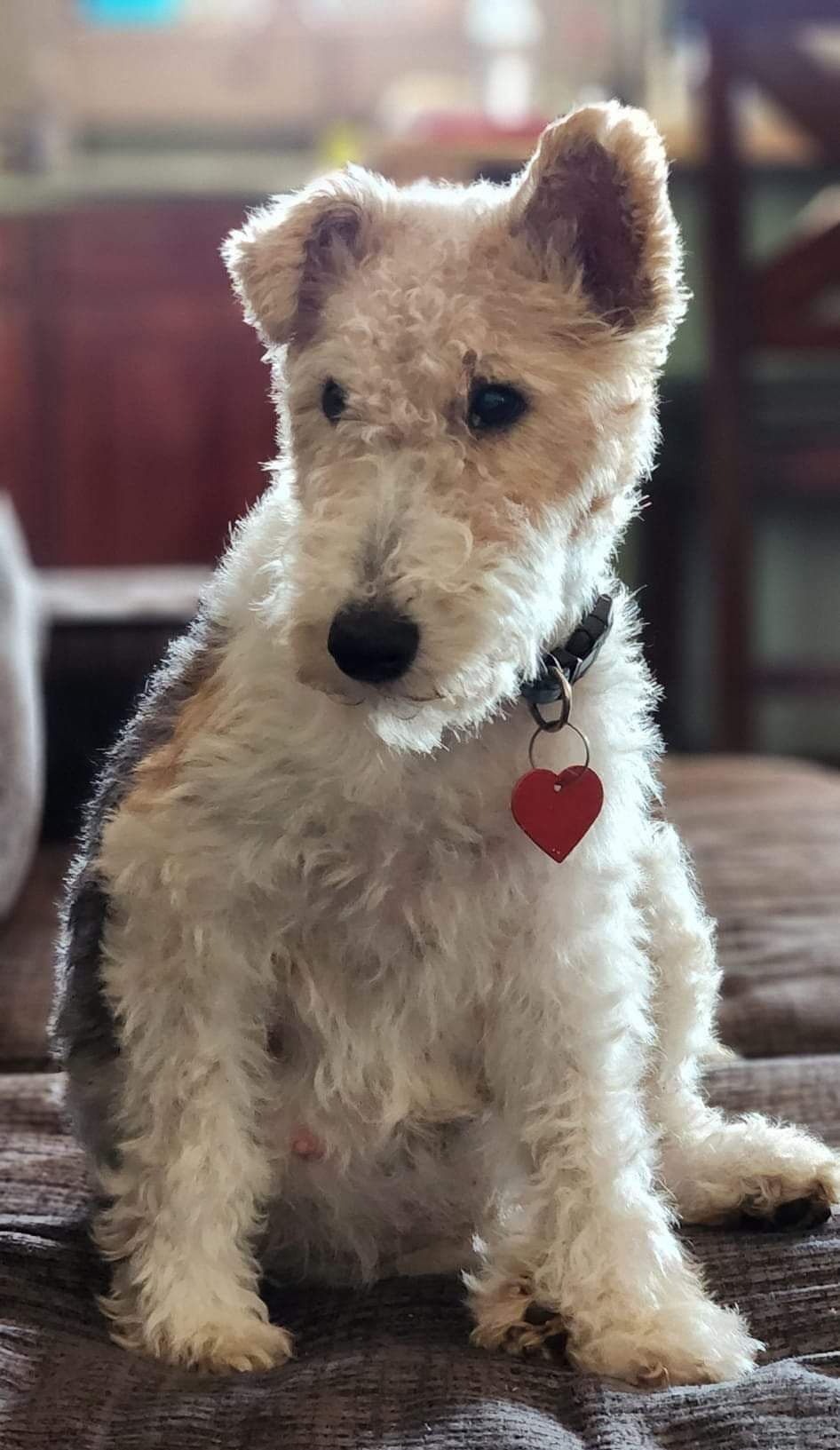 Wire Fox Terrier Puppies breeder image 3