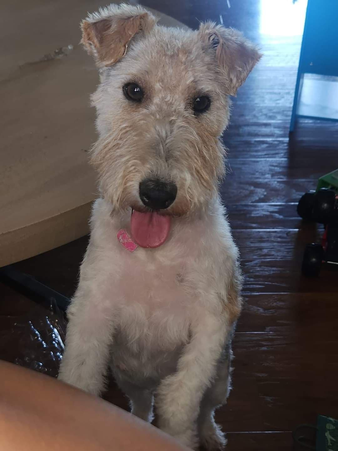Wire Fox Terrier Puppies breeder image 5