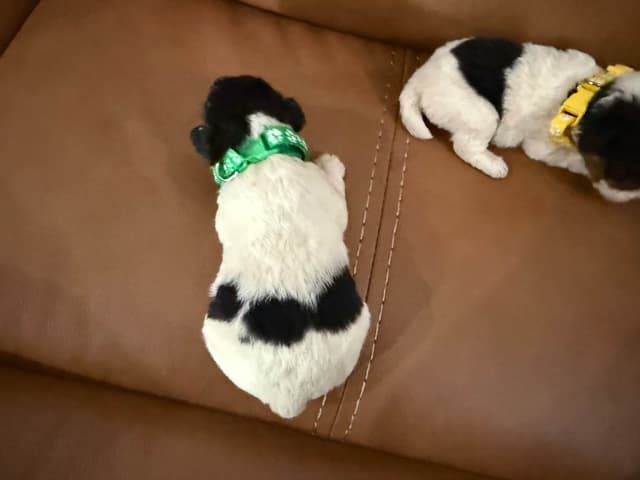 Wire Fox Terrier Puppies media 3