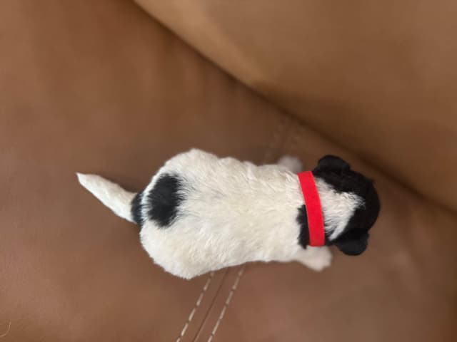 Wire Fox Terrier Puppies media 4